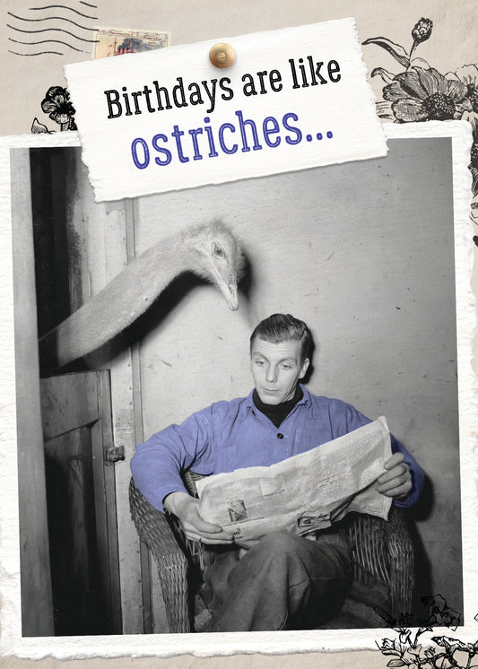 7865-TROU0201 | BD/Like Ostriches