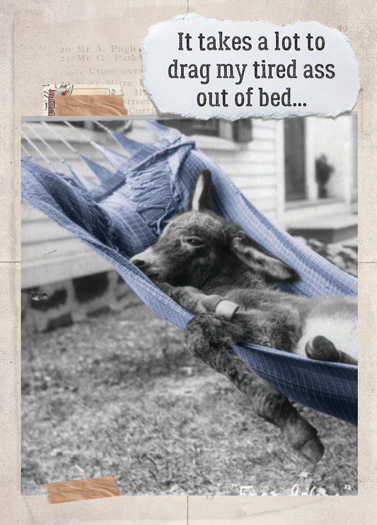 7865-TROU0004 | BD/Tired Ass