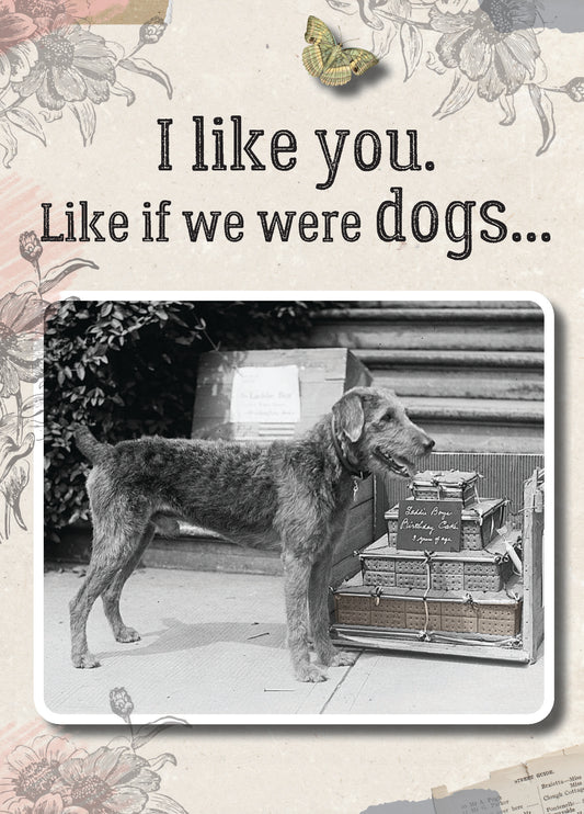 7865-TROU0047 | RO/If We Were Dogs