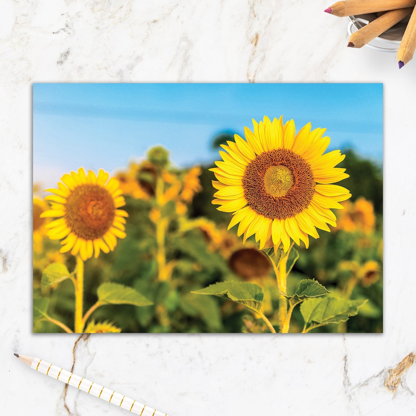 564-IOPE0022C | BL/Blank Sunflower