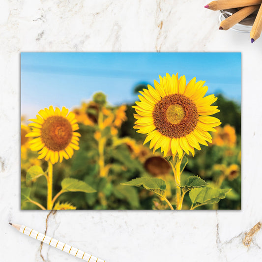 564-IOPE0022C | BL/Blank Sunflower