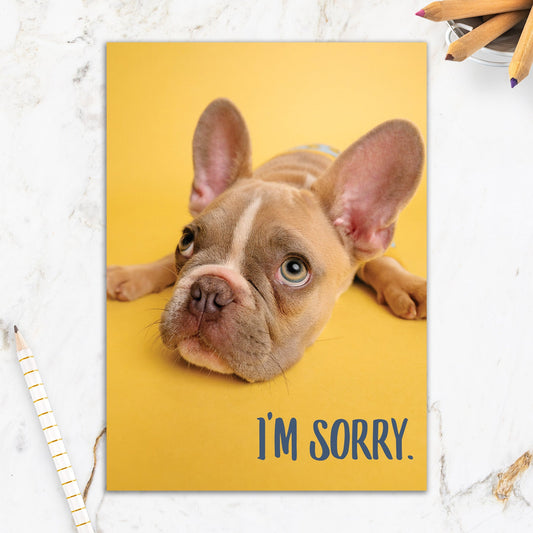 564-IOPE0028C | AP/Sorry Pup