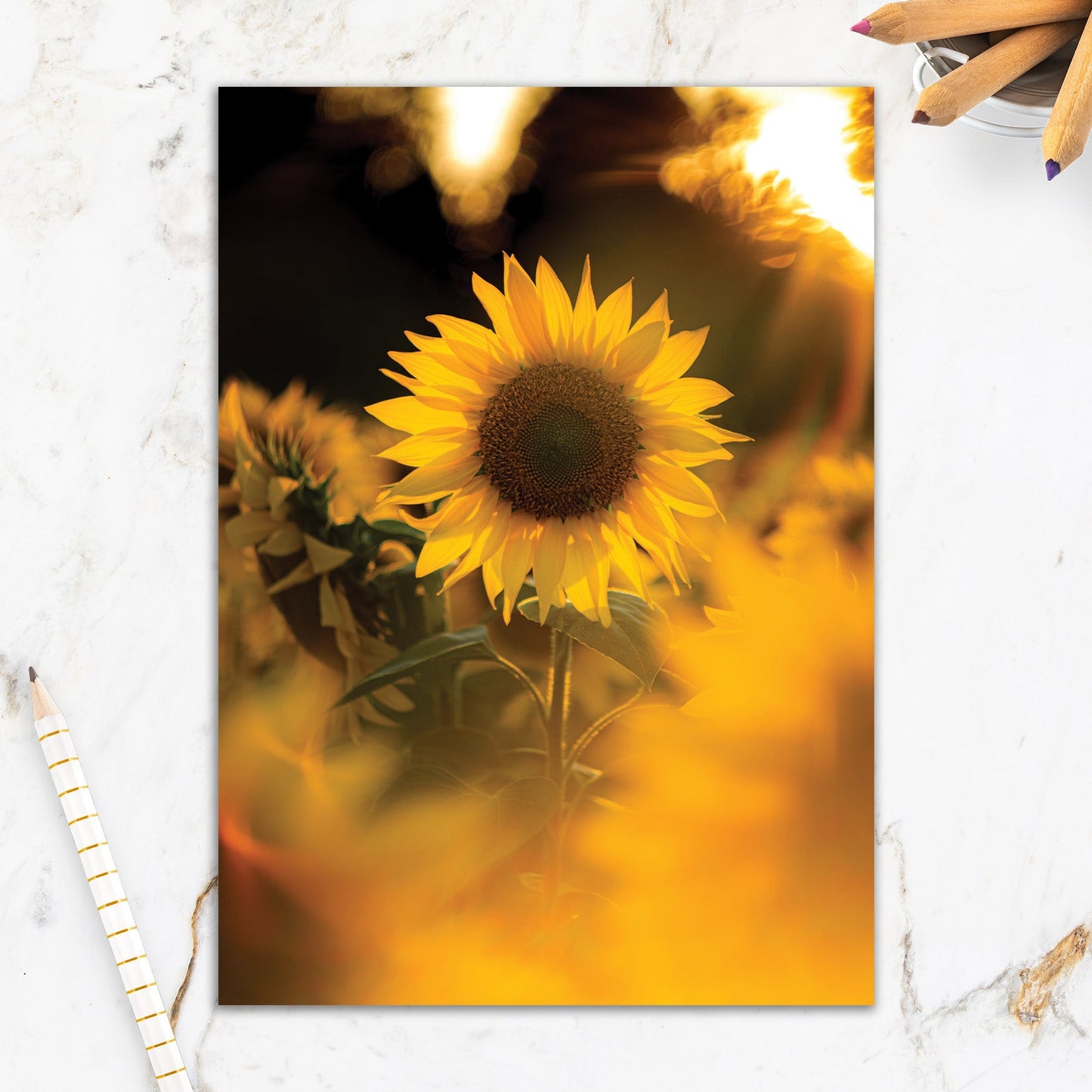 564-IOPE0130C | BD/Sunflower