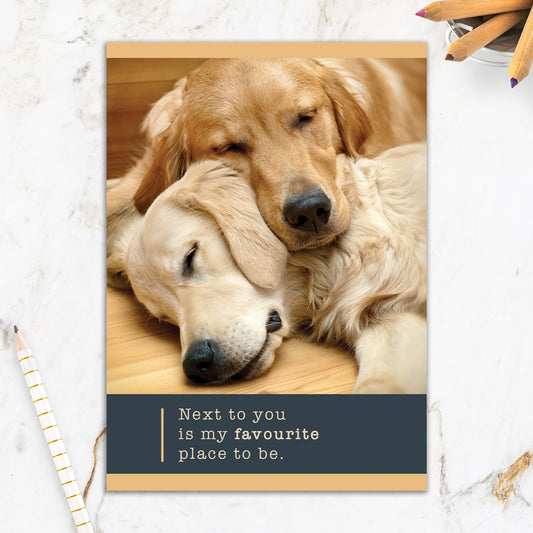 564-IOPE0214C | AN/Golden Dogs