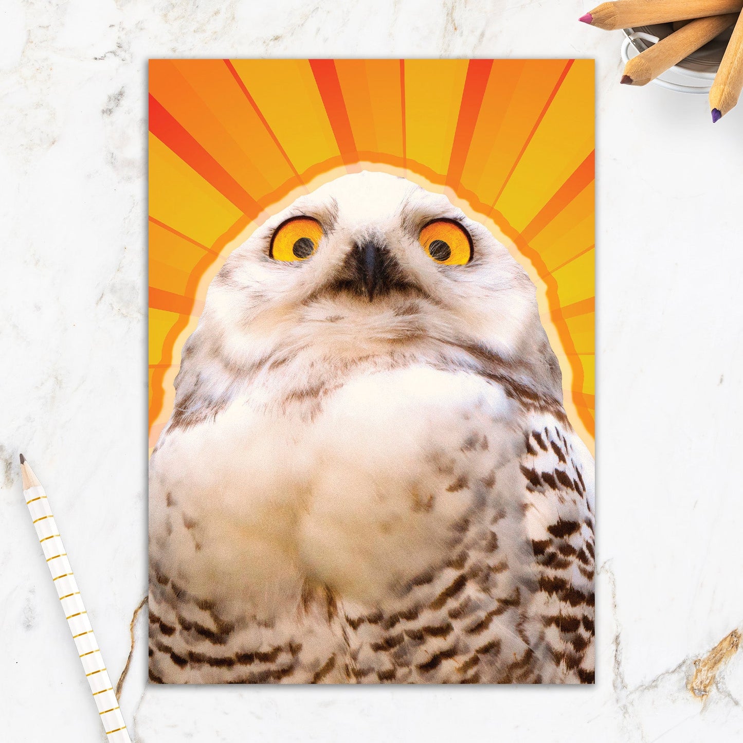 564-IOPE0224C | BD/Owl