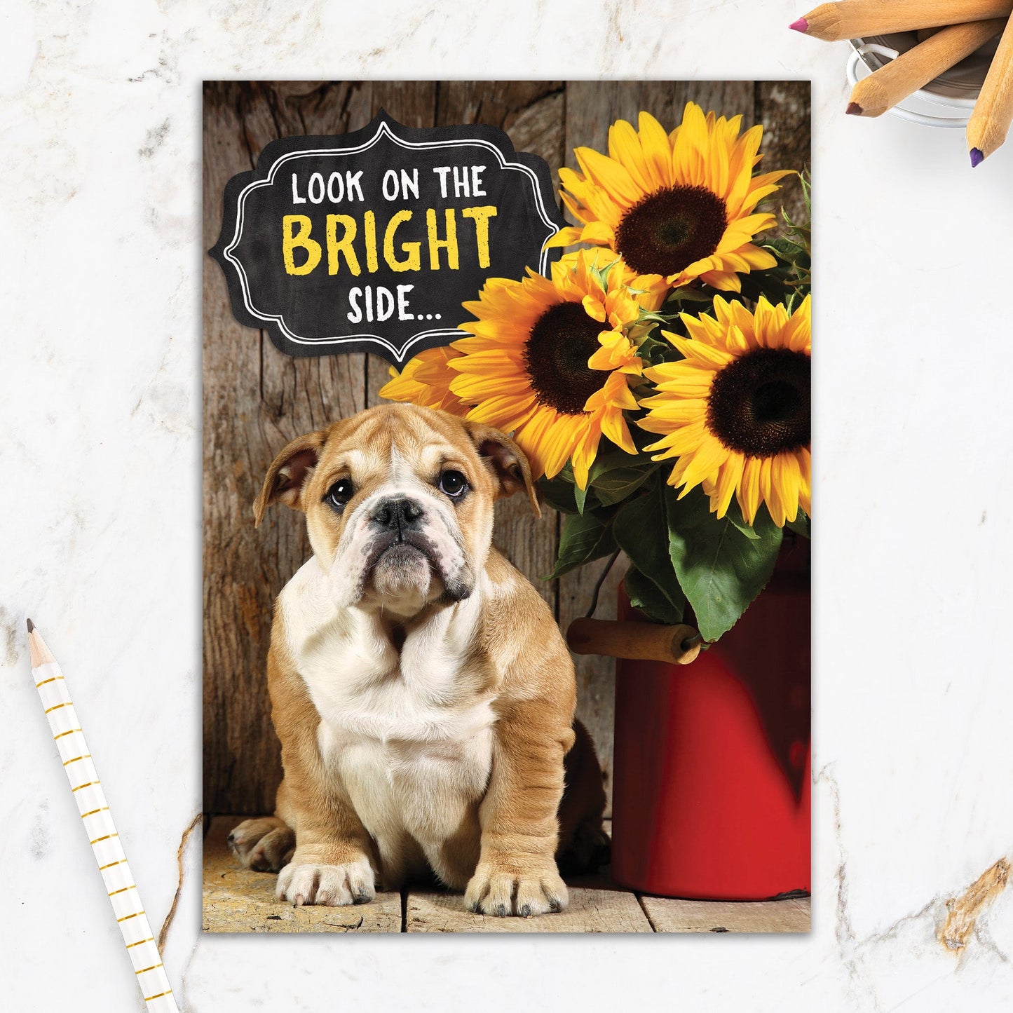 564-IOPE0497C | GW/Bright Side Bulldog