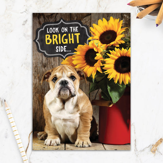 564-IOPE0497C | GW/Bright Side Bulldog