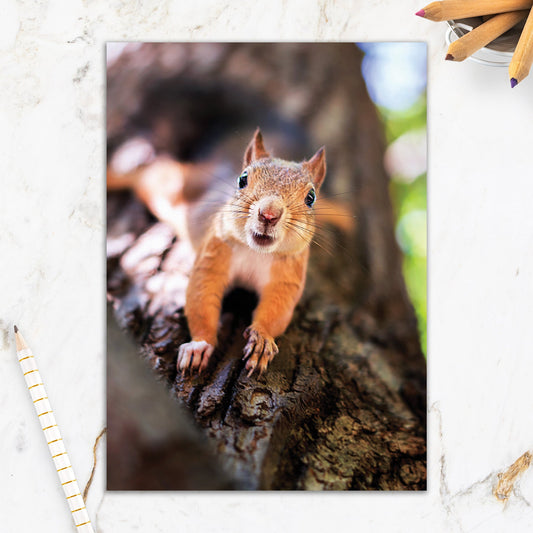 564-IOPE0663C | ED/Hello Friend