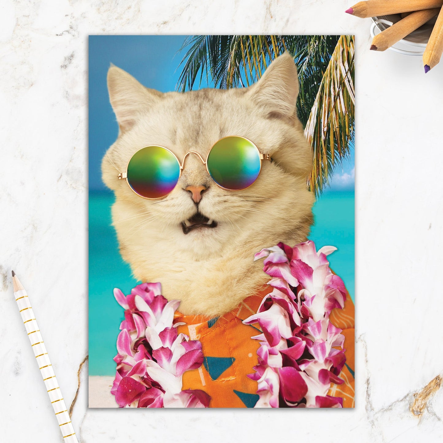 564-IOPE0668C | BD/Doctor Jacoby