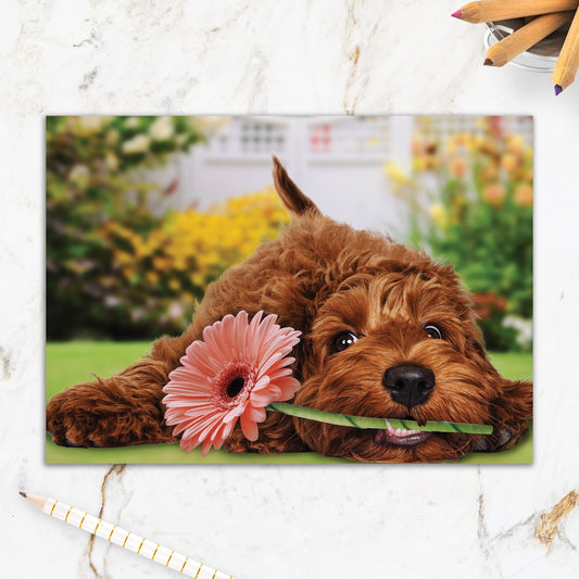 564-IOPE0677C | ED/Just Because