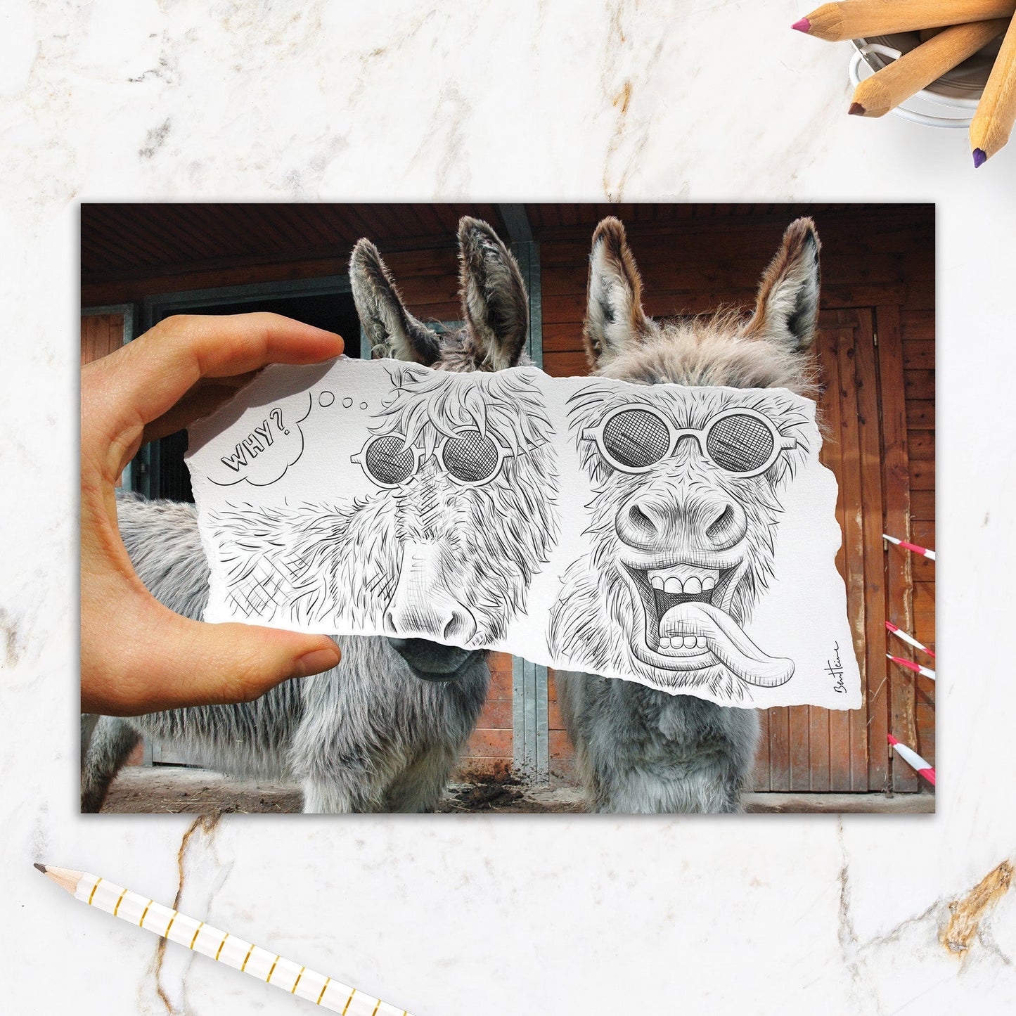 564-IOPW0182C | BD/Wise Asses