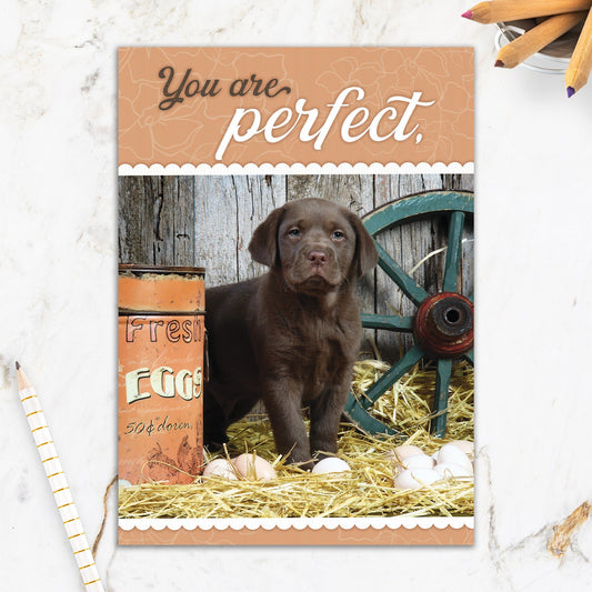 564-IOPW0340C |ED/Pup with Eggs