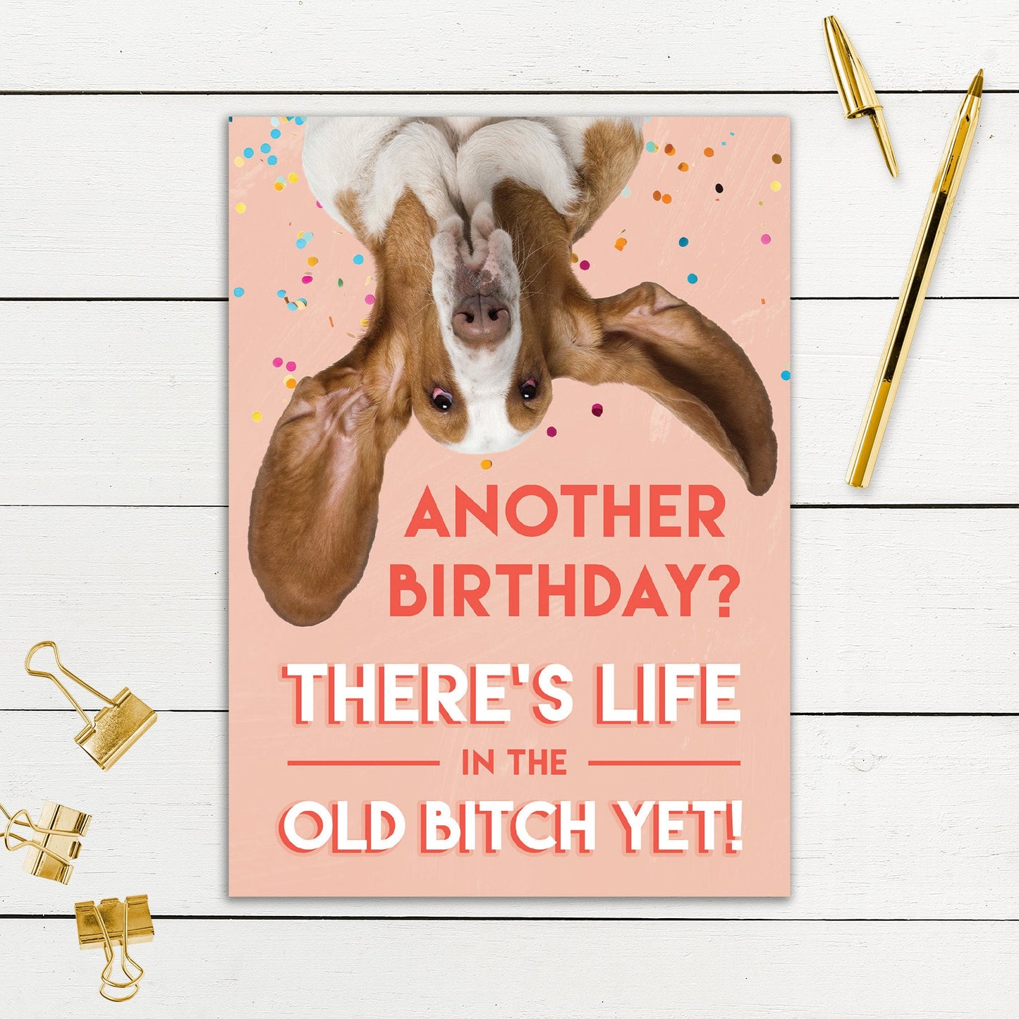 564-SIOPE0899C | BD/Old Bitch