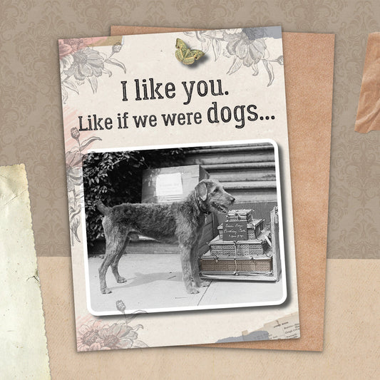 7865-TROU0047 | RO/If We Were Dogs