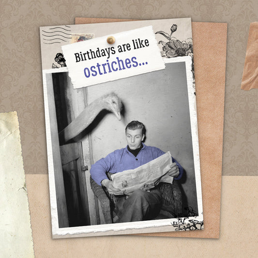 7865-TROU0201 | BD/Like Ostriches